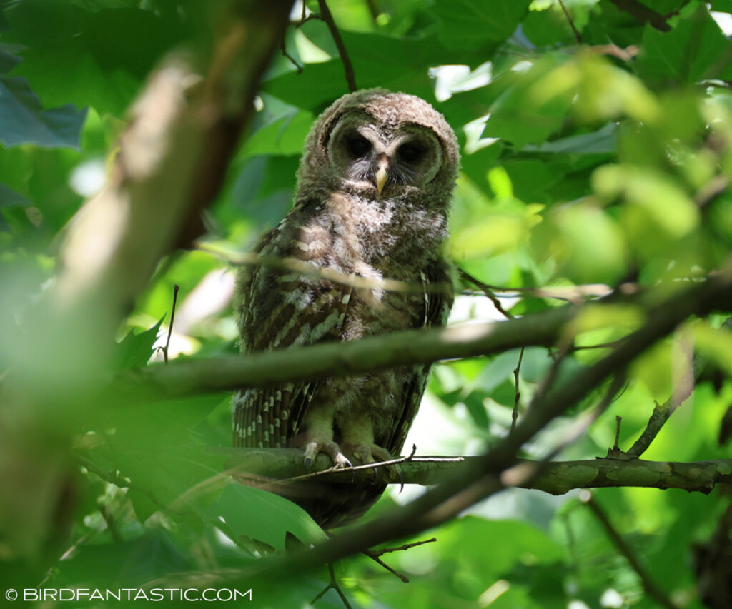 Barred Owl June 2025