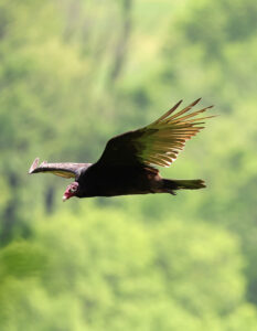 Birds: A Photographic Expedition Volume 1 Web Image 9 Turkey Vulture