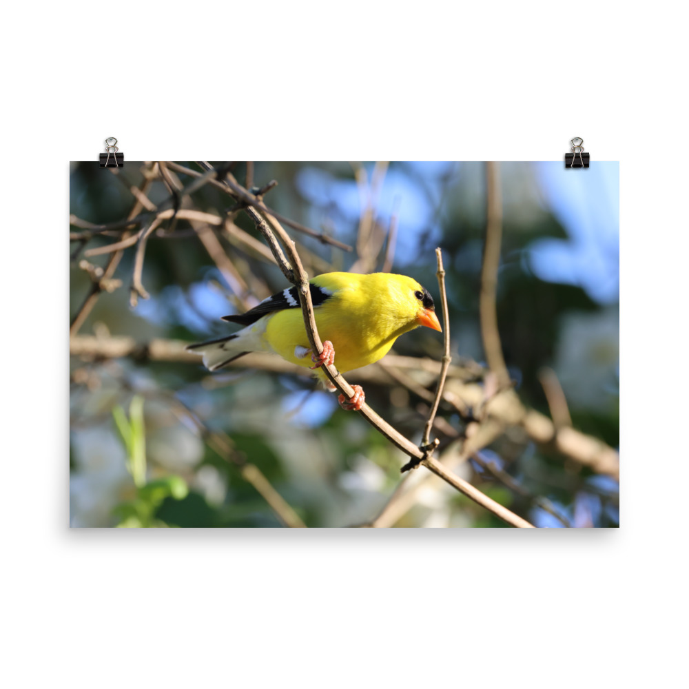 American Goldfinch Poster American Goldfinch Poster