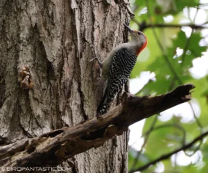 Red-bellied Woodpecker clinging to a tree trunk, showing its red crown and barred black-and-white back.