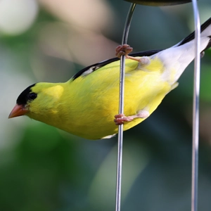 American Goldfinch Photograph
