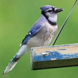 Blue Jay Photograph