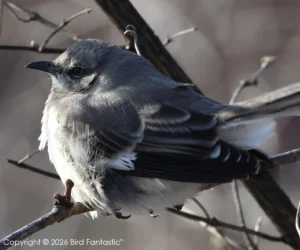A beautiful Northern Mockingbird photographed upriver from Pittsburgh, Pennsylvania