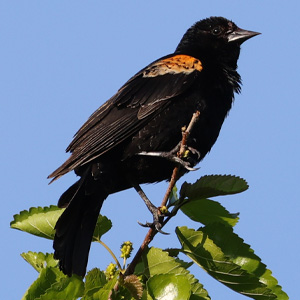 Red-winged Blackbird perched in a tree